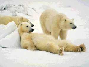 polar bears, lazy, bears, relaxing, ice