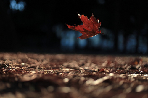 air-autumn-falling-leaf-leaves-photography-Favim.com-74836_large